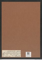 Aulacodiscus lollittianus var. nova-zelandicus Gr. et St. (de-Toni-Nr.: Genus 182, Species 4563) Zeichnungen Sammlung Grunow Mappe 04493 (Herbarium_W_Grunow_drawings_Folder_04493)